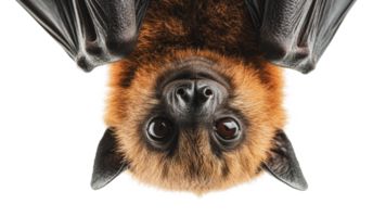 Brown bat hanging upside down in a light setting png