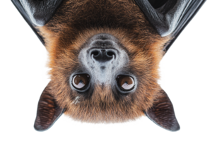 Bat hanging upside down with sharp focus png