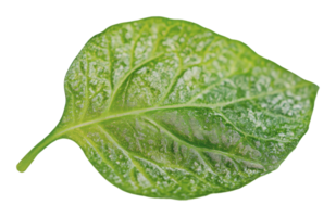 Green leaf with detailed texture and veins png