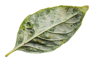 Distinctive bay leaf with natural texture png