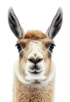 Gentle llama portrait featuring soft expression png