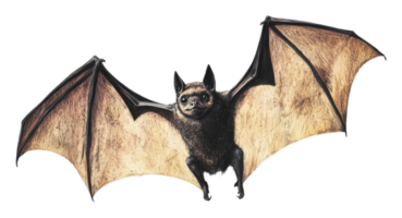 Bat soaring through the night sky in full flight png