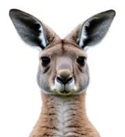 Kangaroo portrait against a plain background png
