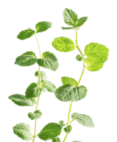 Fresh mint leaves displayed on a white background png