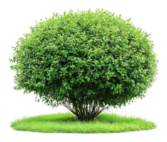 Lush green bush thriving on a grassy patch png