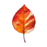 Isolated Autumn Leaf Displaying Warm Tones and Realistic Veining png