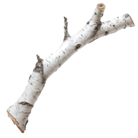 White Birch Tree Branch with Textured Bark Isolated png