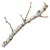 Botanical Birch Tree Branch Textures Highlighting Seasonal Growth and the Character of White Peeling Bark png