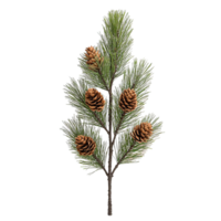 Pine Tree Branch with Fresh Green Needles and Pine Cones Isolated on Transparent Background png