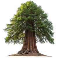 Majestic Redwood Tree with Thick Trunk and Lush Green Canopy on Transparent Background png