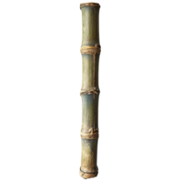 Detailed view of a bamboo stalk highlighting nodes and smooth texture png