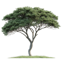 Acacia Tree with Flat-Topped Canopies and Complex Trunk Structures png