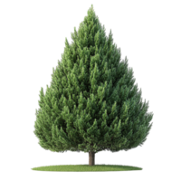 Cedar Tree with Dense Needles and Balanced Conical Shapes png