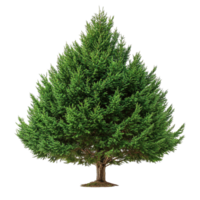 Cedar Tree Highlighting Deep Green Canopy and Elegant Form Isolated on Transparent Background png