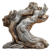 Weathered Tree Stump with Unique Gnarled and Twisted Forms png