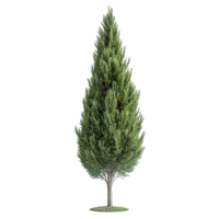 Dense green foliage of a tall cypress tree with distinctive vertical form on transparent background png