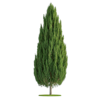 Single tall cypress tree with rich green leaves and symmetrical cone shape png