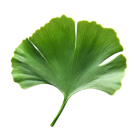 Green fan-shaped leaf of ginkgo tree with visible veins and smooth texture on Transparent Background png