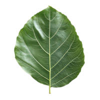Fig Leaf in Vivid Green with Detailed Vein Patterns on Transparent Background png
