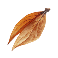Natural Dried Maple Seed with Unique Textures on Transparent Background png