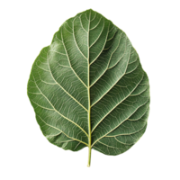 Fig Leaf in Lush Green Shades with Natural Textures Isolated on Transparent Background png