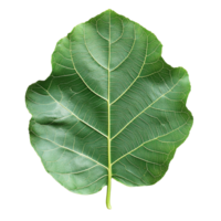 Glossy Fig Leaf with Distinct Lobes and Intricate Veins png