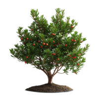 Yew Tree with Bright Red Berries on a Soil Mound png
