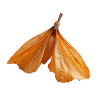 Close-Up of Autumn Maple Seed with Veined Texture Isolated on Transparent Background png