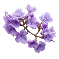 Jacaranda Tree Flowering Branch with Clusters of Purple Elegance Isolated on Transparent Background png