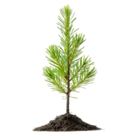 Lush, Verdant Foliage of a Coniferous Pine Tree Against a Transparent Background png
