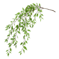Willow Tree Branch with Detailed Leaves and Smooth Texture Isolated on Transparent Background png