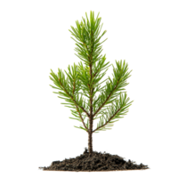 Flourishing Green Pine Tree Needles and Tender Shoots Forming on the Trunk of a Young Coniferous Sapling png