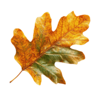 Intricate Oak Leaf with Lobed Shape and Autumn Color Palette png