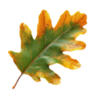 Single Oak Leaf with Autumn Color Transition and Intricate Details on Transparent Background png