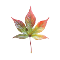 Close-Up of Japanese Maple Leaf Showing Fall Color Change png