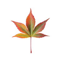 Vivid Japanese Maple Leaf with Seasonal Gradient on Transparent Background png