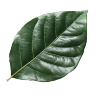 Single Magnolia Leaf with Symmetrical Veins and Smooth, Glossy Surface Isolated on Transparent Background png