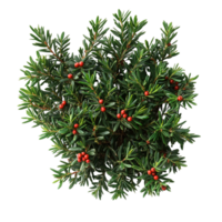 Top View of Yew Tree with Dense Green Leaves and Red Berries on Transparent Background png