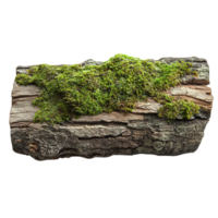 Tree Bark's Rough Texture with Green Moss Isolated on Transparent Background png