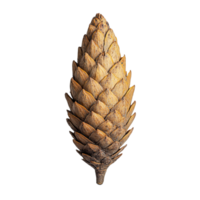 Elegant Pine Cone with Rich Color and Intricate Scale Structure on Transparent Background png