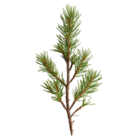 Spruce Branch Close-Up Highlighting Sharp and Sturdy Needles png