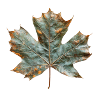 Close-Up of Sycamore Tree Leaf Displaying Seasonal Color Variations and Detailed Texture png