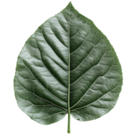 Close-Up of Teak Tree Leaf Showcasing Natural Patterns and Textures on Transparent Background png