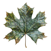 Sycamore Leaf with Mottled Patterns and Veins on Transparent Background png