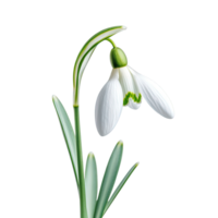 Solitary Snowdrop Bloom with Slender Stem and Elongated Green Leaves png