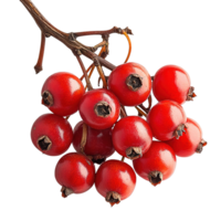 Bright Red Berries with Small Dark Tips on Brown Stalk on Transparent Background png