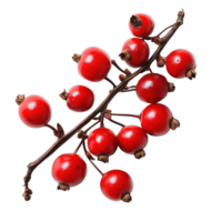 Cluster of Red Berries with Smooth, Glossy Surfaces on Brown Stalk png