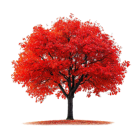 Rich Red Autumn Maple Tree Isolated on Transparent Background png