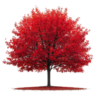 Red Maple Tree with Lush Fall Leaves and Shadows on a Transparent Background png