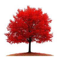 Isolated Autumn Maple Tree with Bright Red Foliage on Transparent Background png